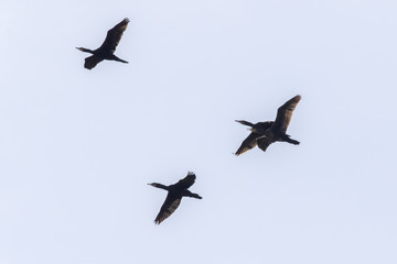 Kormoran (Phalacrocorax carbo)