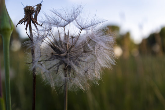 Dandelion Up Close Macro Photography In A Meadow