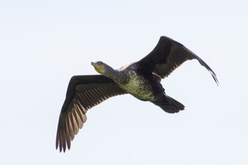 Kormoran (Phalacrocorax carbo)