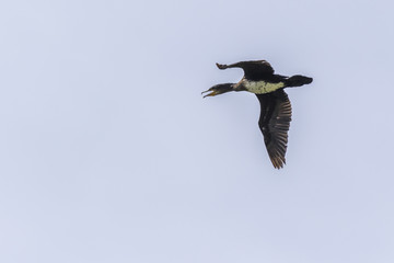 Kormoran (Phalacrocorax carbo)