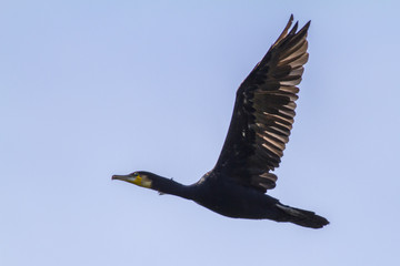Kormoran (Phalacrocorax carbo)