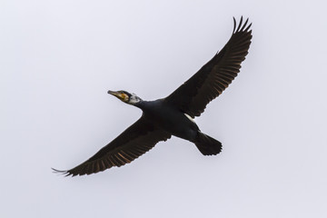 Kormoran (Phalacrocorax carbo)