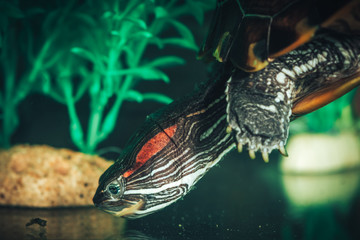 Isolated close-up of a red-eared slider turtle red-eared terrapin in a pond