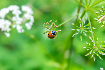 Ladybug on flower