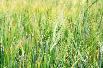Obraz premium green ears of barley in the field, selective focus in the foreground, close-up abstract background