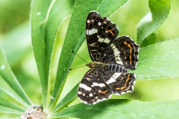 a butterfly sits on a wide leaf of a green plant, a beautiful insect in a natural environment, abstract background