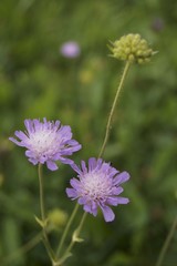 Wild flowers -  Purple  pincushions (Scabiosa ochroleuca)   
