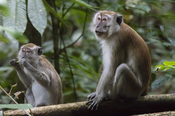 Long-tailed Macaque (Macaca fascicularis)