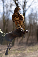 Falcon