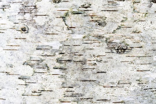 gray texture of a damp birch bark, abstract background