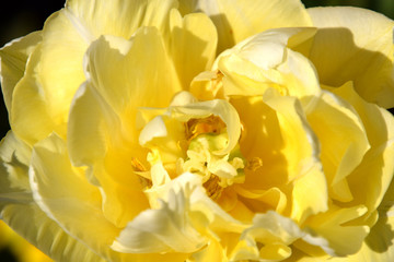 Yellow tulip macro in sunny garden, beautiful yellow petals