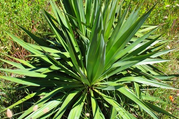 Fototapeta premium agave vue dans un jardin en vendée