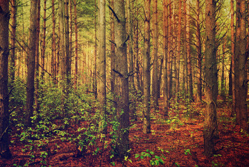 Dark moody forest with pine trees, natural outdoor vintage background