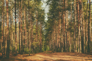 Dark moody forest with path and green trees, natural outdoor vintage background