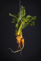 Obraz premium hangin beets