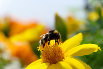 Hummel auf gelber Blüte - Stockfoto