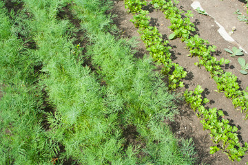 Fototapeta na wymiar Dill patches and parsley