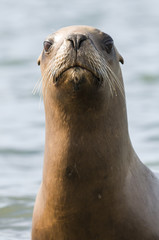 Fototapeta premium Sea Lion baby , Patagonia Argentina