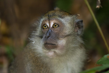 Obraz premium Portrait of a Long-tailed Macaque (Macaca fascicularis) 