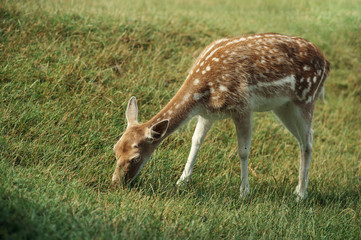 Naklejka na ściany i meble A white-tailed deer fawn standing in a meadow