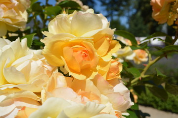 zartgelbe Rose "Candellight" Orangerie in der Rosenstadt Putbus auf R&uuml;gen