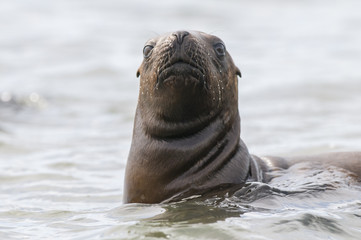 Baby sea lion , Patagonia Argentina