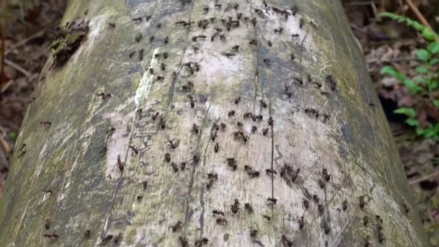 Busy wood ants on an ant highway on a tree trunk.