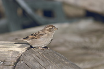 The house sparrow (Passer domesticus) is a bird of the sparrow family Passeridae, found in most parts of the world.