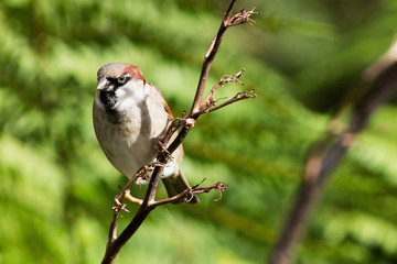 The house sparrow (Passer domesticus) is a bird of the sparrow family Passeridae, found in most...