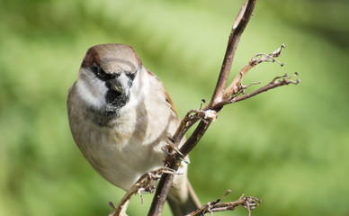 The house sparrow (Passer domesticus) is a bird of the sparrow family Passeridae, found in most parts of the world.