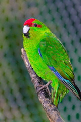 The red-crowned parakeet or red-fronted parakeet (Cyanoramphus novaezelandiae) is a small parrot from New Zealand.