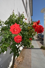 rote Kleopata Rose am Circus in der Rosenstadt Putbus auf Rügen