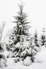 Snow-covered spruce in the forest in winter