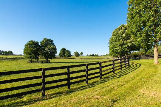 Fototapeta Green pastures of horse farms. Country summer landscape.