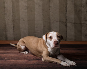 Pit Bull Portrait of American pitbull or Staffordshire Bull Terrier mixed mutt rescue dog laying down on wood floor looking forward toward camera viewer