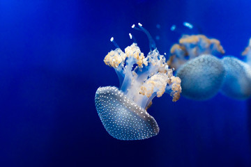 Fototapeta premium White spotted jellyfishes underwater. Beauty in nature