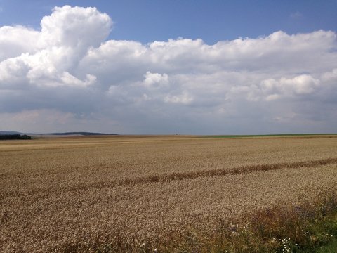 prado trigo