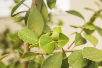 Strawberry guava tree
