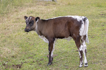 Cow calf  at  Visit farm in Trondheim Norway