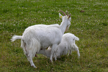 Obraz premium Goat at Visit farm in Trondheim Norway - Voll gård – The entire town's farm