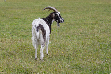 Goat  at  Visit farm in Trondheim Norway