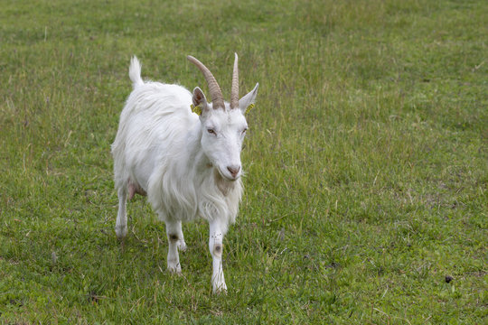 Goat  at  Visit farm in Trondheim Norway