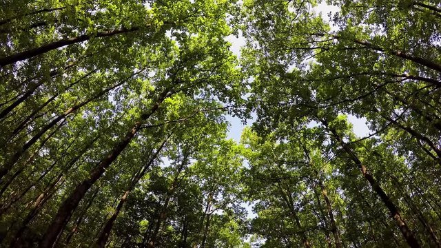 Nice oak forest footage in springtime from Hungary