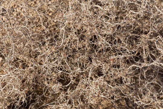 Desert Plant, Tabas, Khorasan, Iran