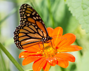 Monarch on orange flower
