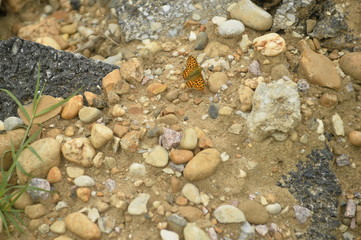 papillon et minéral 