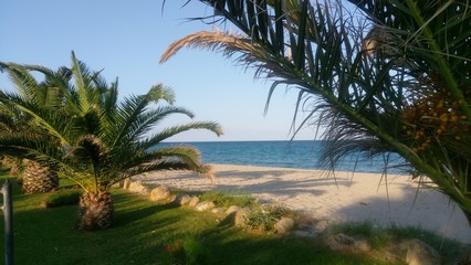 Fototapeta na wymiar Palm tree garden at white beach