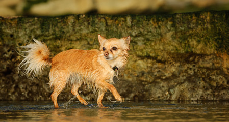 Chihuahua dog outdoor portrait walking on beach