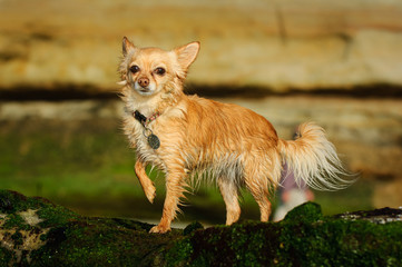 Naklejka na ściany i meble Chihuahua dog outdoor portrait standing on rocks