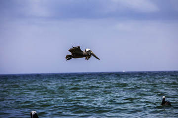 Flying Brown Pelican
